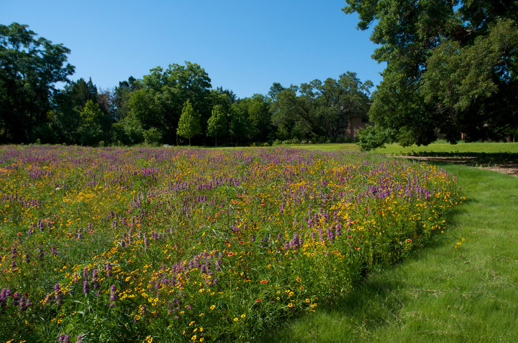 Maintenance of green in the city and health